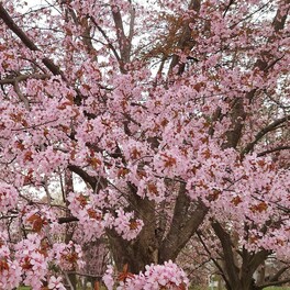 【江別市】北海道立図書館前の桜が満開