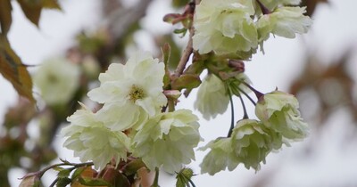 【江別市】珍しい緑色の桜「御衣黄桜（ギョイコウザクラ）」が開花！