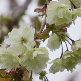 【江別市】珍しい緑色の桜「御衣黄桜（ギョイコウザクラ）」が開花！