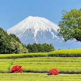 【富士市】富士山・茶畑・茶娘が揃う撮影には絶好のチャンス！　遊びに行こう！　「大淵笹場 お茶まつり」