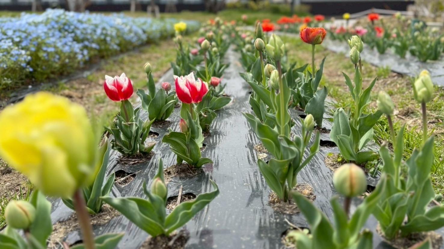 【泉大津市】 3/22はシーパスパークで「チューリップ咲くまで待てない！開花祭」を開催！