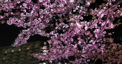 【荒川区】今年の桜も美しかったですね。胡録神社のライトアップされた夜桜を見て来ました。