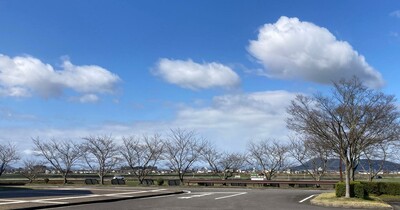 【近江八幡市】2024年の桜の見ごろ、満開はいつ？　3月下旬時点の市内の桜の状態をお伝えいたします