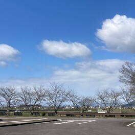 【近江八幡市】2024年の桜の見ごろ、満開はいつ？　3月下旬時点の市内の桜の状態をお伝えいたします