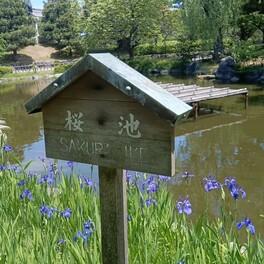 【小松市】芦城公園の花菖蒲が見頃を迎えています。