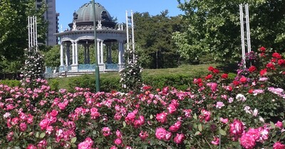 【名古屋市昭和区】鶴舞公園のバラ園が圧巻の美しさで咲き誇る！緑と青空とのコラボレーションも必見！