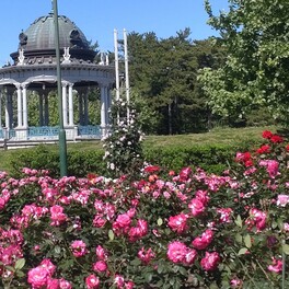 【名古屋市昭和区】鶴舞公園のバラ園が圧巻の美しさで咲き誇る！緑と青空とのコラボレーションも必見！