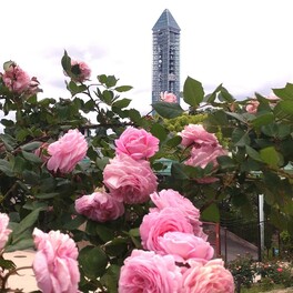 【名古屋市千種区】東山植物園でお花畑とバラ園を満喫！展望台から眺めるスカイタワーと温室も絵になる風景