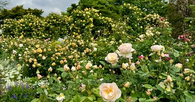 【横浜市】バラが咲き誇る港の見える丘公園を散歩