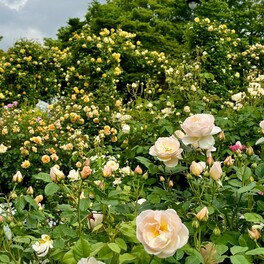 【横浜市】バラが咲き誇る港の見える丘公園を散歩
