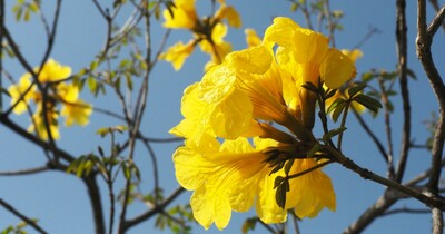 【神戸市】晴れの日の見映えは最高! サンバの衣装のような情熱が伝わってくる「イペの花」が開花中