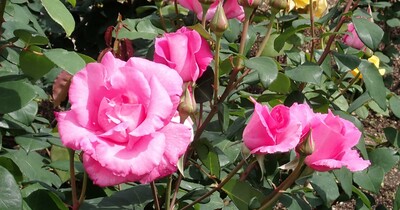 【神戸市】本山バラ園に彩り豊かに咲く 「春バラ」が見頃になってきました