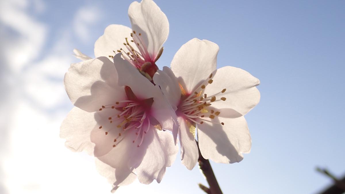 【神戸市】アーモンドの花が咲き始めました 見頃はこれから