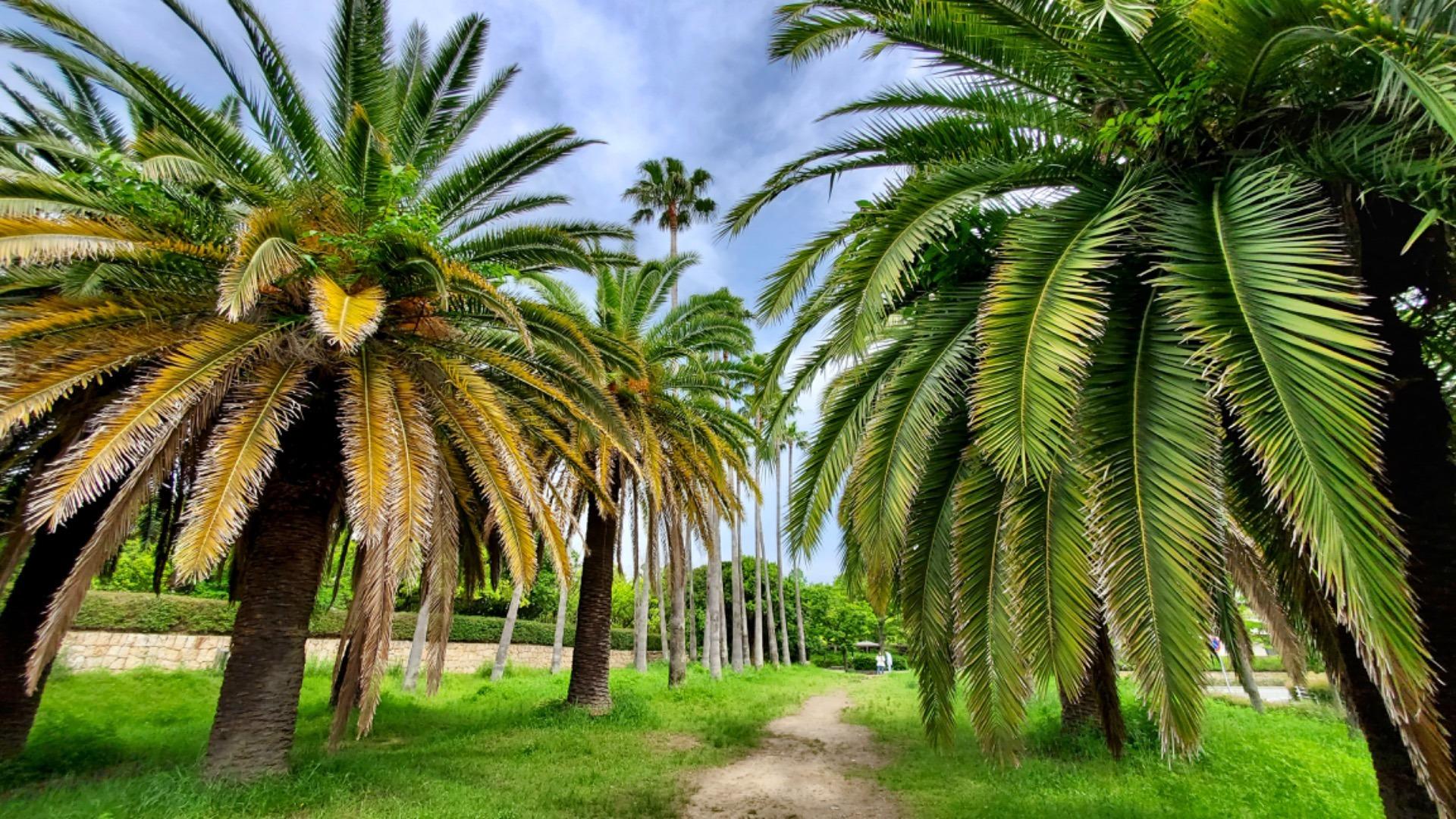 【神戸市東灘区】圧倒的なハワイ感！神戸のハワイでハワイ気分に浸ろう！動画も