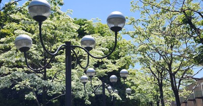 【京都市西京区】新緑に覆われるラクセーヌで雪の花　この木はなんだ？　ステージでは圧巻のパフォーマンス