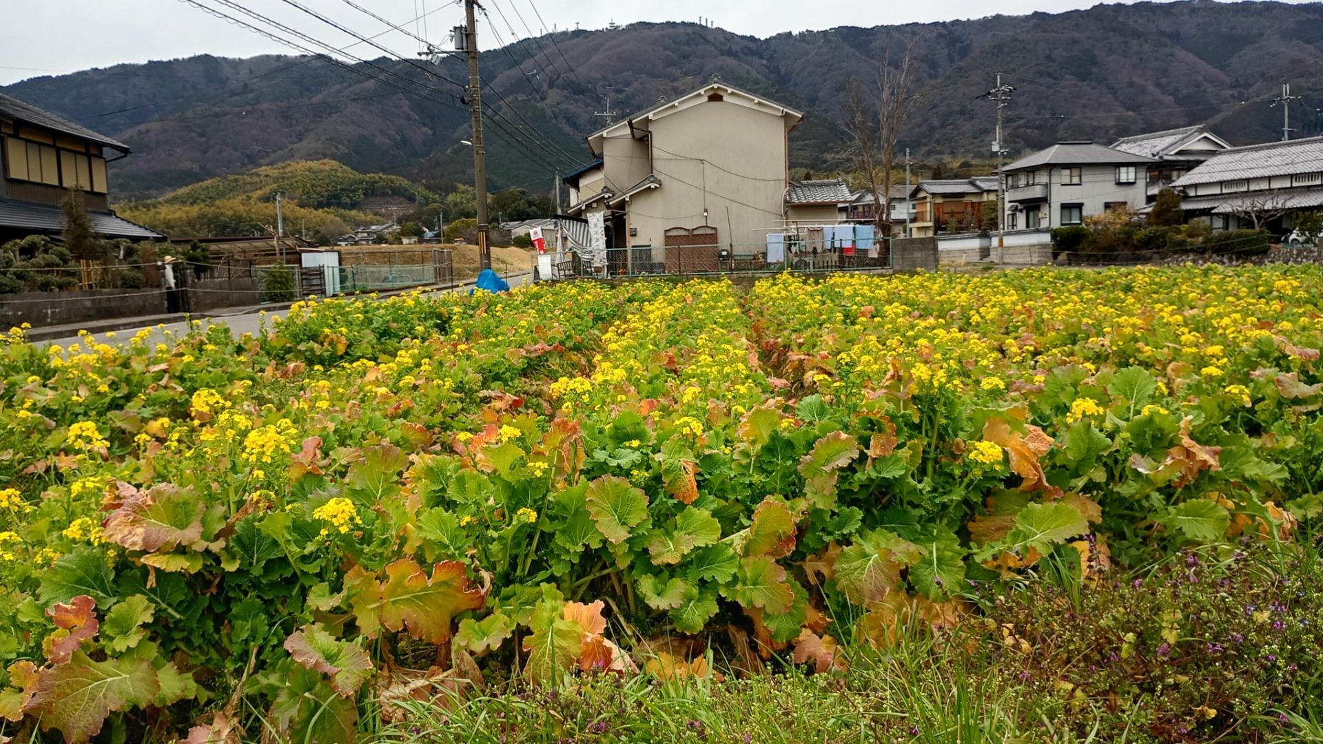 【京都市西京区】「菜の花が咲くと農家は白旗」！？ 　春の言い伝えが息づく西山山麓早春の花めぐりへ