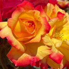 【神戸市】神戸市立須磨離宮公園のバラが見ごろを迎えています。6月2日まで「春のバラ鑑賞会」開催中！
