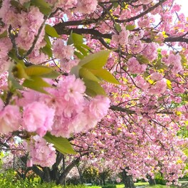 【川越市】2024年｜川越水上公園の八重桜が見頃！ソメイヨシノから八重桜へ移り変わる花のバトン