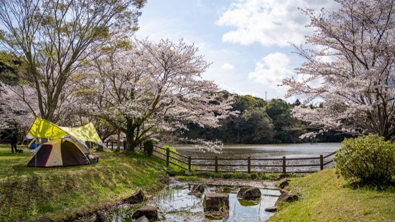もうすぐ見ごろ！東京から1時間のお花見キャンプの穴場をこっそり紹介【1泊1000円】【湖畔の夜桜】