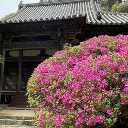 【天理市】開創1200年の四季折々の花が咲き誇る「長岳寺」境内の平戸つつじが今見頃です！