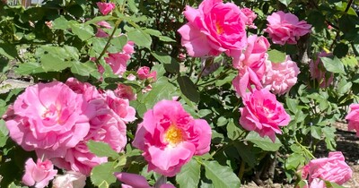 【大和郡山市】先代住職がこよなく愛したバラの数々。「松尾寺」のバラ園が無料公開されています！