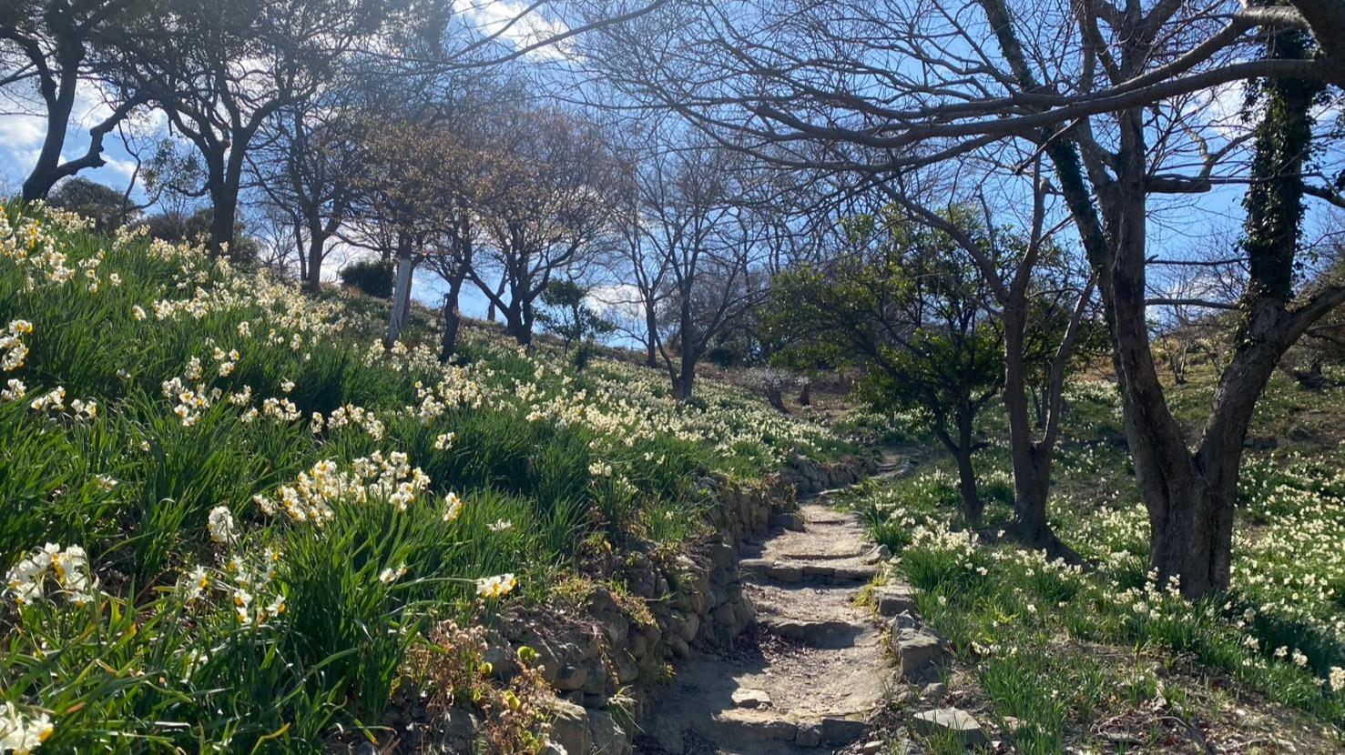 【笠岡市】六島の水仙が見頃。島民に聞く「まだ知られていない島歩き」
