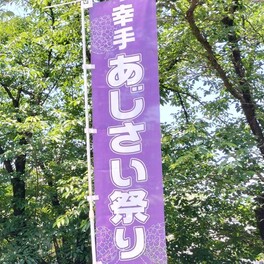 【幸手市】県営権現堂公園ではあじさいまつりが開催中♪　入場無料！
