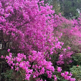 【東広島市】花まいり。幻想的ですてき！　西条の福成寺で、シャクナゲを見に行ってみよう。
