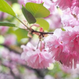八重桜が舞い散る中で温泉街を歩こう！ツツジが映える新緑の鬼怒川温泉神社を訪れて