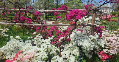 【練馬区】「平成つつじ公園」のツツジが綺麗に咲いています！