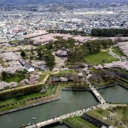 【函館市】2024年の函館の桜の満開は4月25日（木）～4月29日（月）と予想されています！