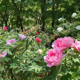 【那須塩原市】今しか見られないぼたん園はまさに秘密の花園。塩原温泉のお寺で「ぼたんまつり」開催中！