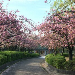 【東大阪市】まだまだお花見は終わらない！人気花見スポットの八重桜が見頃をむかえています。