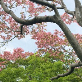 【東大阪市】新緑の間に綺麗なピンクの花が満開！お花見ができなかった方にもオススメです。