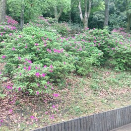 【東大阪市】桜の次はツツジが山道をピンク色に！綺麗なのはなるかわ園地だけじゃない。