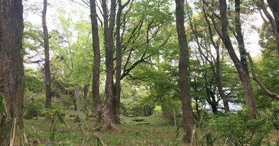 【東大阪市】アニメの1シーンに出てくるような森の景色。現在は新緑によって緑に包まれます。