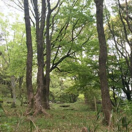 【東大阪市】アニメの1シーンに出てくるような森の景色。現在は新緑によって緑に包まれます。