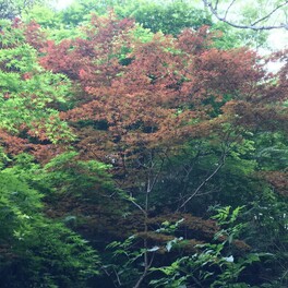 【東大阪市】紅葉な綺麗な場所は新緑の名スポット！トンネルや赤色とのコントラストが出来上がっています。