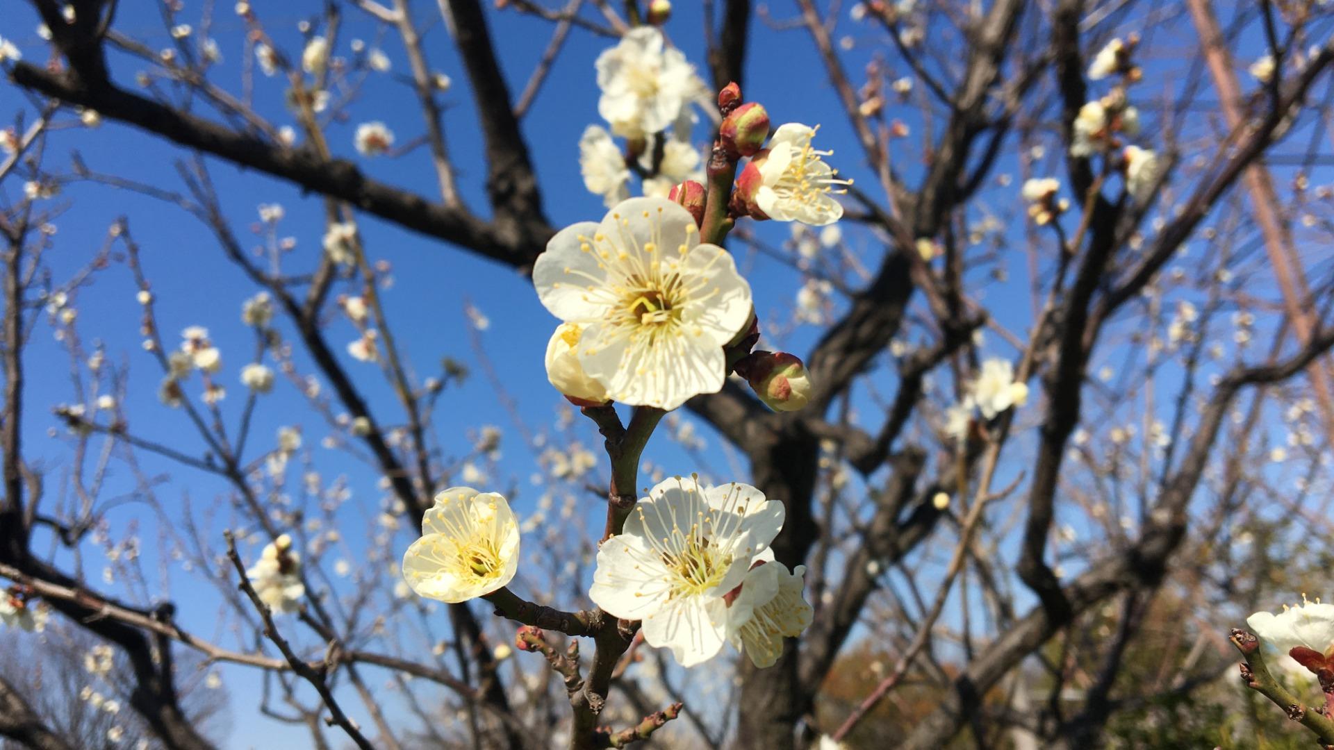 【東大阪市】自慢の梅が開花。今年は早い季節から続々と咲きはじめています。
