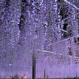 【岡崎市】甘い香り漂う妖艶な美しさの夜藤。五万石藤まつりがはじまりました！