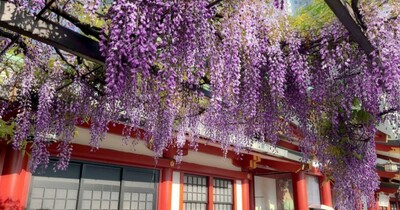 都会のど真ん中で見られる妖艶なフジ！「日枝神社」の藤棚が見頃をむかえる