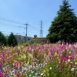 超穴場のお花畑！ネモフィラやリナリアも咲く三鷹市「花と緑の広場」が可愛すぎる