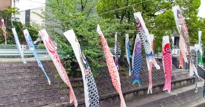 【名古屋市千種区】山崎川の空に泳ぐ鯉のぼり！　5/11まで「鯉のぼりの川渡し」をやっています！