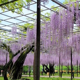 【岡崎市】滝が流れるように咲く紫の花。優美な美しい姿と甘い香りが、素敵な時間をもたらしてくれます。