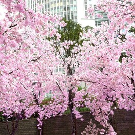 【名古屋市中村区】まだまだ花見を楽しめる！？“天空の桜並木”が美しい＠大名古屋ビルヂング
