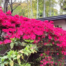 【名古屋市瑞穂区】庭園の見学は無料・登録有形文化財『東山荘（とうざんそう）』で新緑を楽しむ