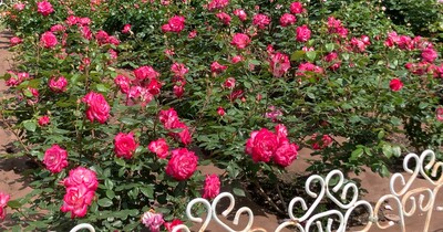 【名古屋市昭和区】ただ今【Rose Festival】開催中！初夏のおでかけにぴったり！＠鶴舞公園