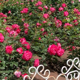 【名古屋市昭和区】ただ今【Rose Festival】開催中！初夏のおでかけにぴったり！＠鶴舞公園