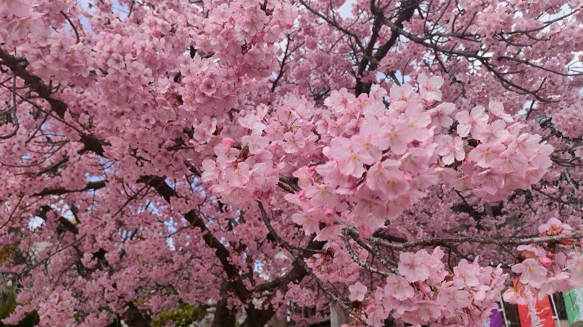 【岡山市北区】三門東町の妙林寺で「春の河津桜まつり」開催　参道の河津桜が見頃に