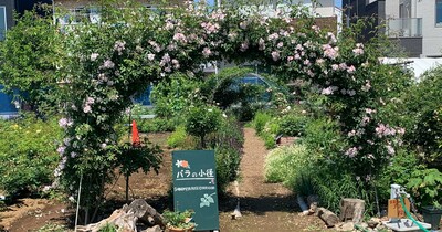 【東久留米市】「篠宮バラ園」のバラが見ごろを迎えています。